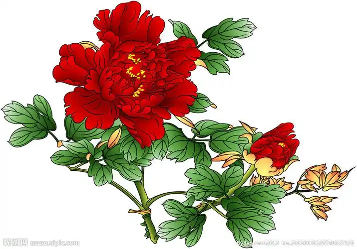 红牡丹设计图__psd分层素材_psd分层素材_设计图库_昵图网nipic.com