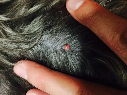 狗狗背后长了个小疙瘩怎么回事?