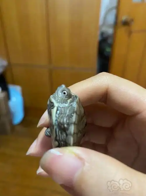 这只龟宝是天使眼吗