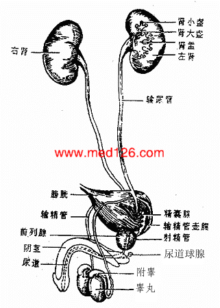 泌尿系统概要治疗诊断方法,人体解剖学课件视频下载,精品课程