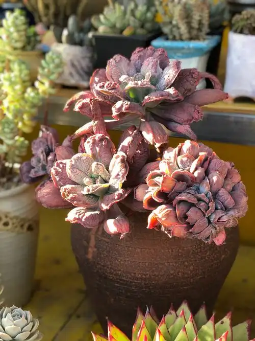 狂野男爵,带缀化头,很多人觉得丑,多看看就喜欢上了.