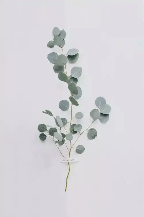 圆叶,细叶,大叶,小叶,傻傻分不清楚的尤加利叶如何分辨?