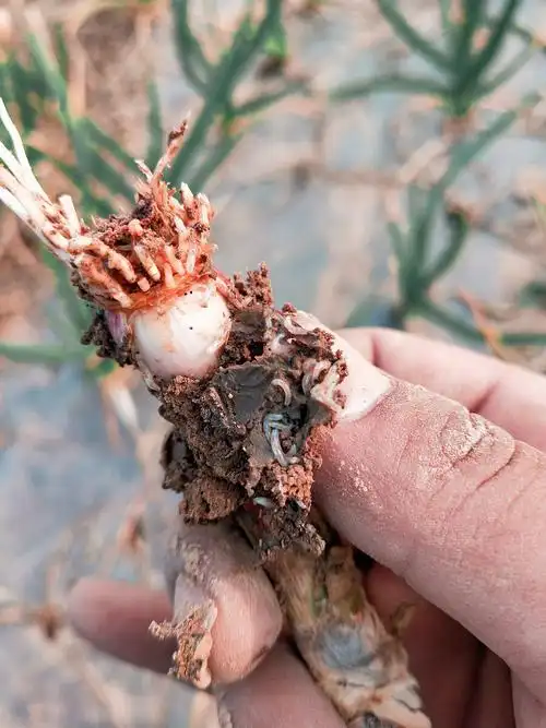 大蒜地蛆啃食蒜瓣