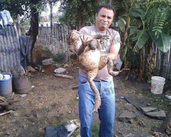 世界上最大的青蛙非洲巨蛙