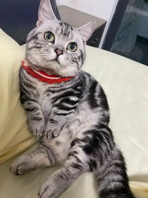 性格:公猫乖巧温顺随便撸,一推就倒,所以母猫不能暴躁凶狠.