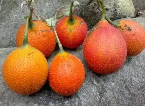 它被称作来自天堂水果果实全身是宝南方才能见到