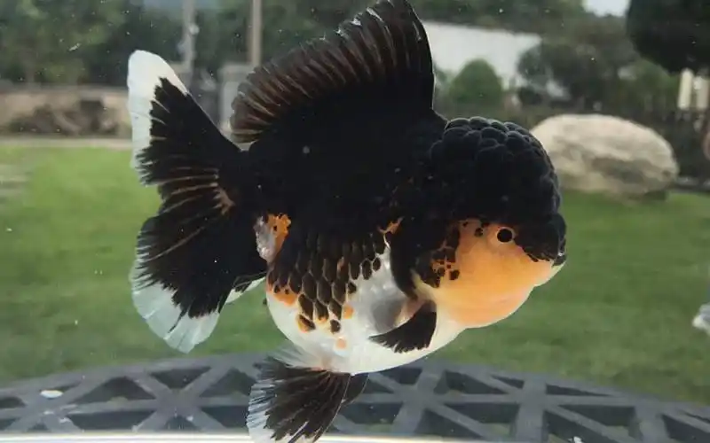 精品泰狮金鱼,花色上黑下白,是不是能叫它乌云盖雪了