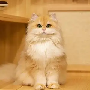 纯种长毛金渐层ny12幼猫崽英短毛猫活体矮脚赛级血统北京上海猫舍