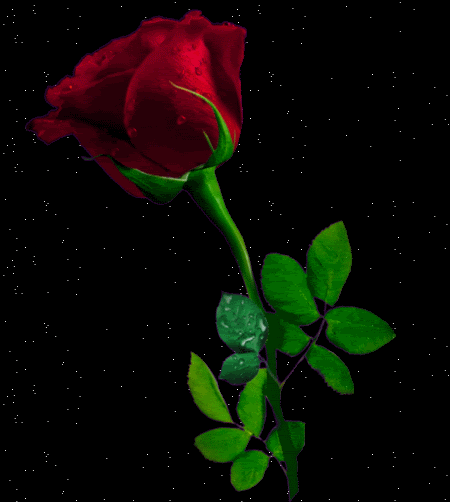 450_502gif 动态图 动图