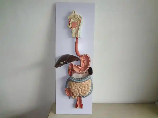 人体消化系统模型