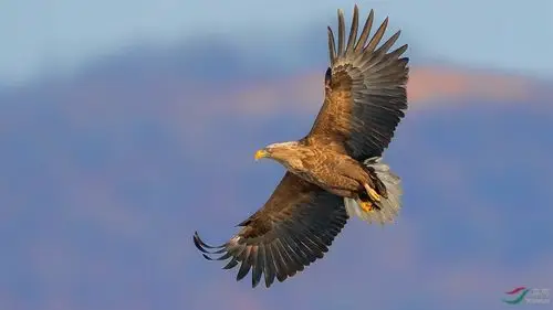 展翅高飞祝贺老师佳作荣获首页精华