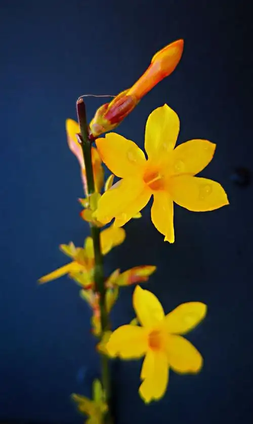 手机随拍迎春花