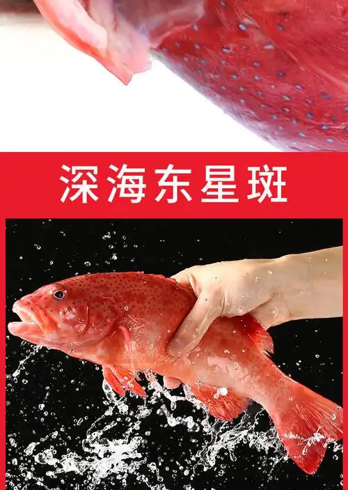 石斑鱼深海鲜活速冻新鲜国产海鲜水产 【1斤一条/1条装】【图片 价格