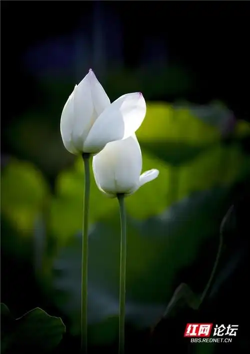 杨仲跃丨为荷而来?这样才能拍出心中所向的荷花