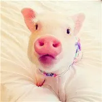 可爱宠物猪撅嘴巴头像_微信头像图片大全