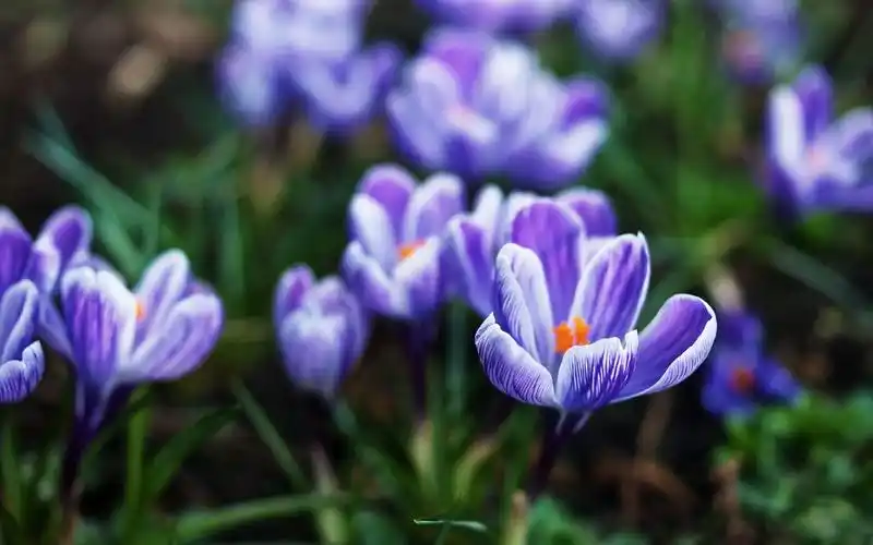 给花取有意境的名字(给花取有意境的名字大全)