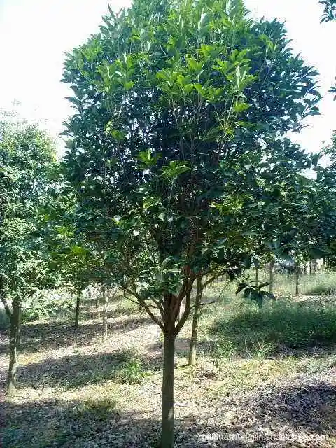 桂花树造型图片欣赏(桂花树的造型图片欣赏)