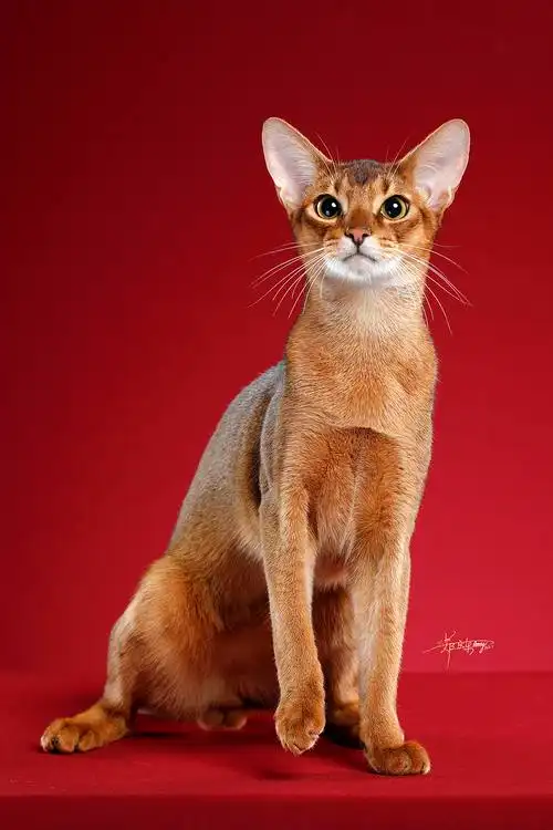 阿比西尼亚猫