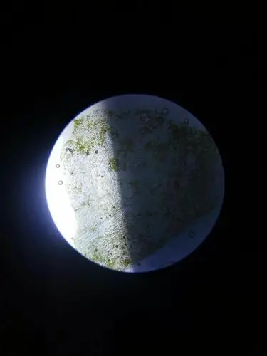 接下来,老师又让我们制作了菠菜下表皮细胞装片.↓↓↓(陈晨  摄)