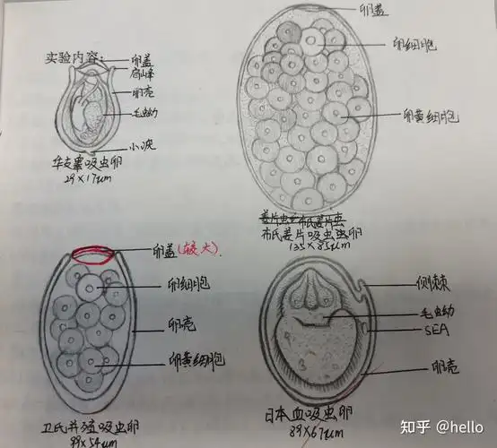 受精/未受精蛔虫卵,鞭虫卵,蛲虫卵