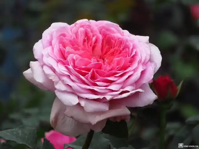 粉色的月季最浪漫