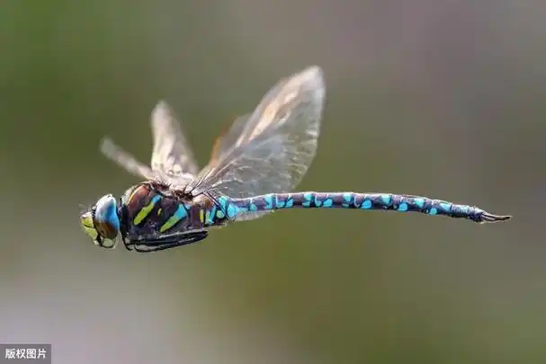 世界上飞行速度最快的昆虫蜻蜓