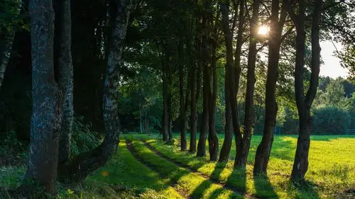 夏天,树木,路径,草地,阳光下 壁纸 - 3840x2160 uhd 4k极清