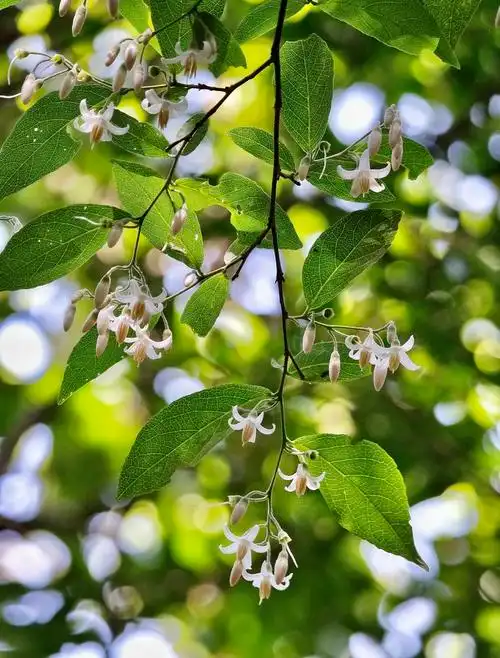 【首发】白花龙