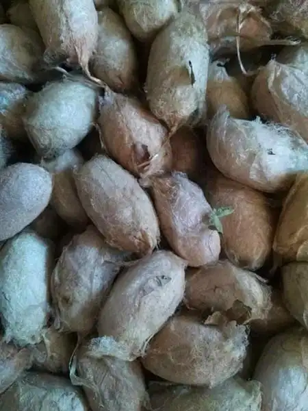 东北野生柞蚕蛹新鲜带壳活蚕蛹2016大茧蛹高蛋白500克3斤包邮