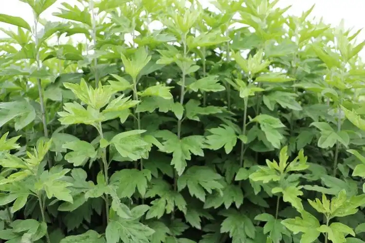 艾草种植管理技术要点