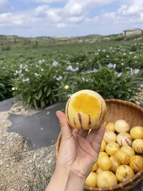 云南石林人参果种植区的土壤很是特殊