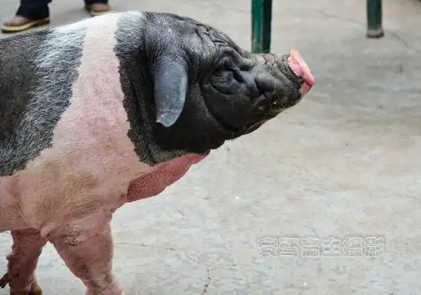 迷你小香猪长大后的绝美风姿,让多少人垂涎欲滴