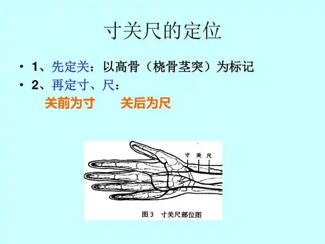寸关尺的定位   1,先定关:以高骨(桡骨茎突)为标记   2,再定寸,尺: 关