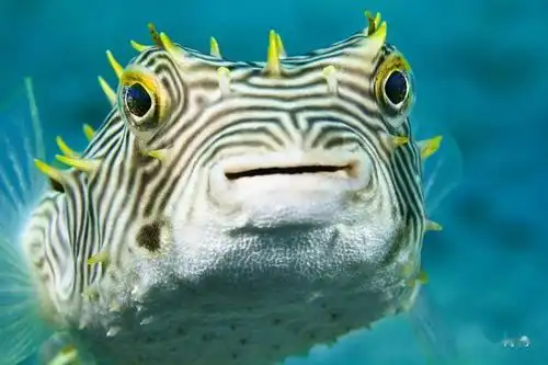 没事别惹带刺的鱼_河豚