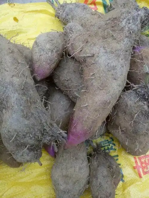 农家新鲜脚板薯 大薯 新鲜紫山药紫淮山紫薯毛薯紫脚板薯5斤