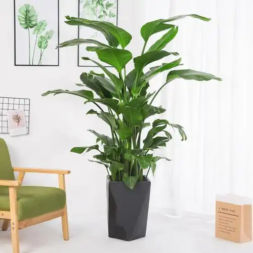 天堂鸟盆栽室内客厅绿植鹤望兰办公室大厅大型植物绿植
