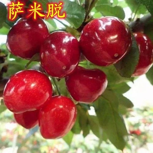 萨米脱车厘子农科院新品种嫁接大樱桃树苗樱桃苗南北方种植果树苗