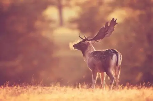 迷雾森林里的鹿
