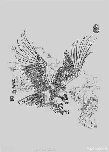 干货!20张高清老鹰白描线稿,值得临摹学习的好素材,简单易学