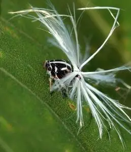 茶树白蛾蜡蝉 - 搜狗百科