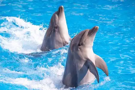 露出水面海豹图片