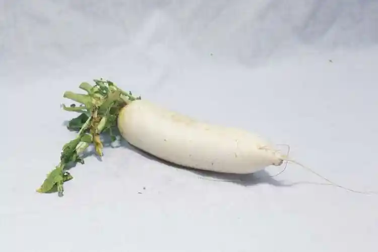 萝卜的英语单词为:radish radish  英 [04r03d0106]   美