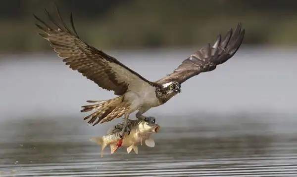 上千只老鹰聚集南京上空盘旋多日,平常单独行动的老鹰为何一起飞