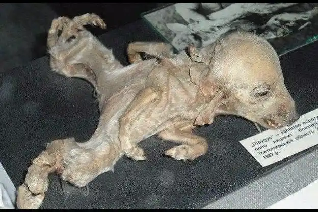 切尔诺贝利核电站爆炸后的变异生物!