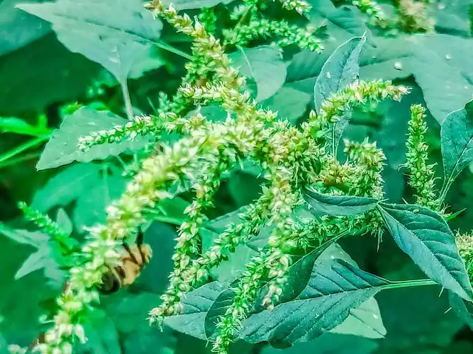 蜂采刺苋,苋叶可食