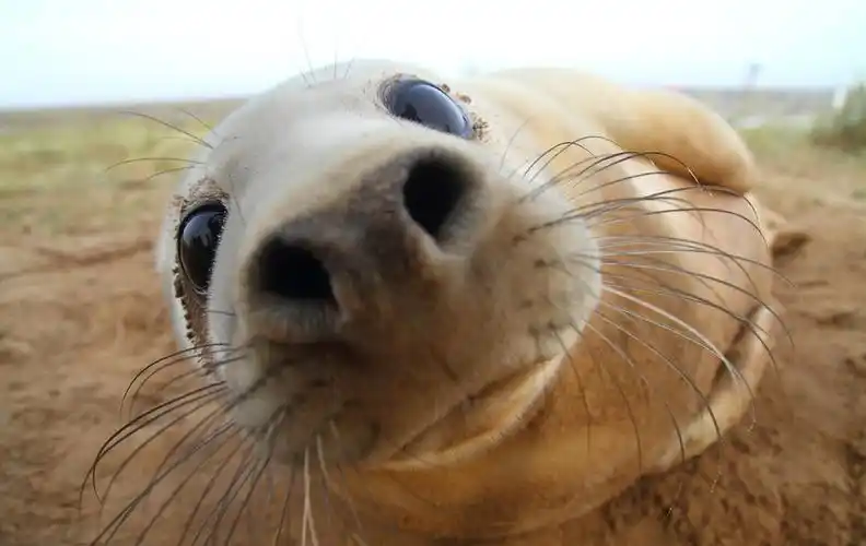 迷之可爱!动物露鼻孔拍照承包一天笑点