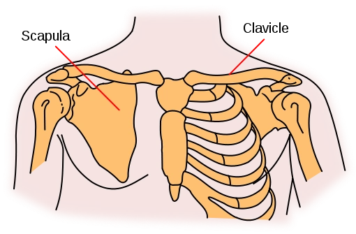 锁骨在什么位置图