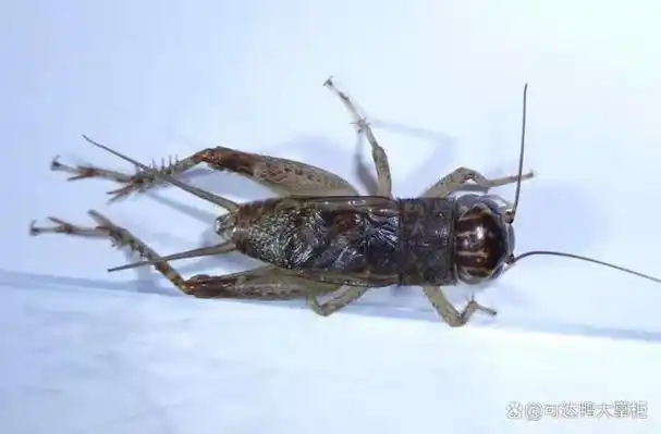 学习蟋蟀的叫声,让你在工作,学习和生活中都能发光发热!