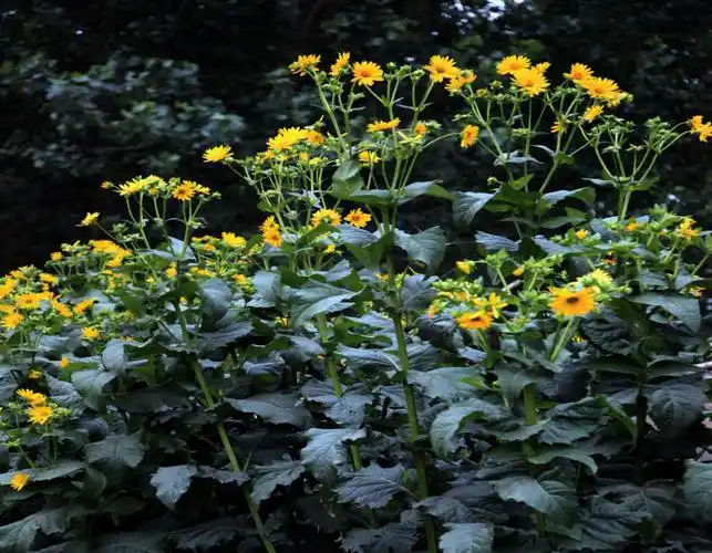 今八草药用食用品种 | 大叶蛋白菊-今八草-欧百易-文化天下-科技传奇