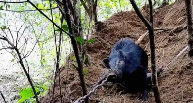 野猪整日在农田捣乱,村民只用小小弹簧,猪鼻子就给套上了!